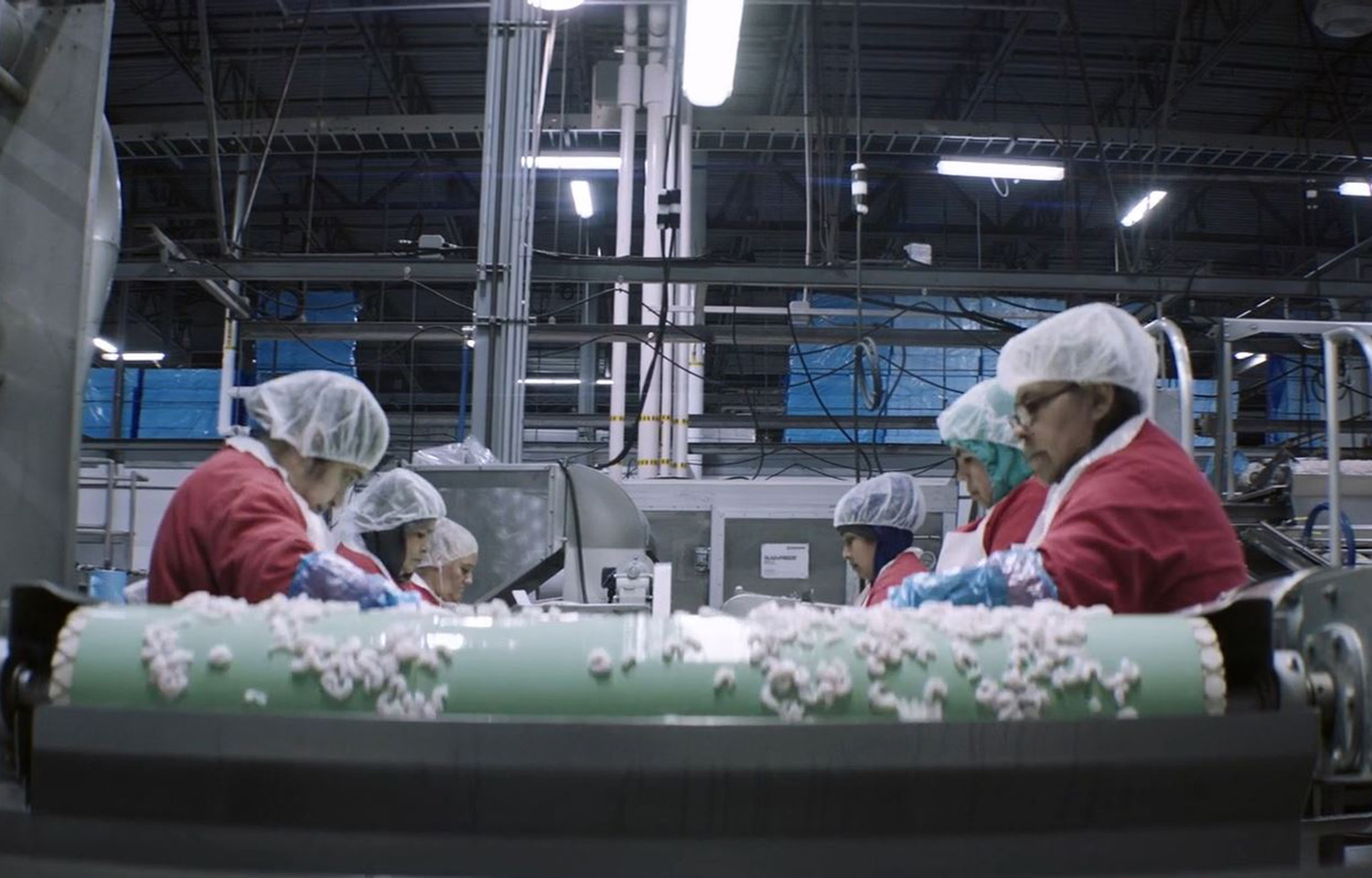 Workers processing shrimp at a Bornstein Seafoods plant