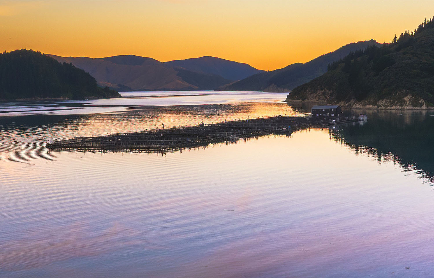 New Zealand King Salmon posts losses in H1 2025 as biological issues hamper  performance | SeafoodSource