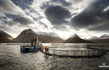 Bakkafrost farm