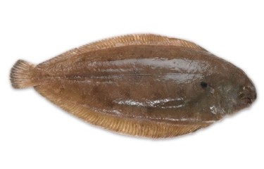Dover sole