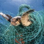 Trapped loggerhead turtle (Photo: Jordi Chias, naturepl.com)
