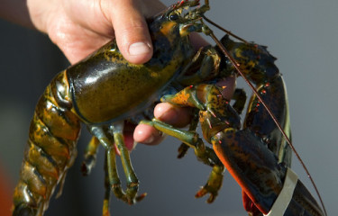 Maine lobster