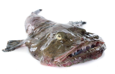 monkfish