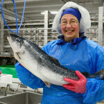 Salmon worker with fish in Norway