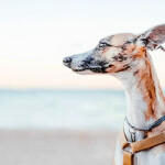 Dog with open farm logo