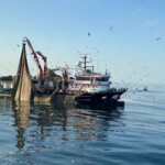 The first production site of the Mauritanian small pelagic fishery and The Indian sardine oil fishery improvement project have had their first facilities accepted into the MarinTrust Improver Program.