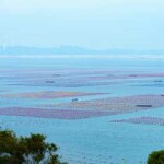 An oyster company in China’s aquaculture belt has announced what it claims is the country’s first carbon offset credit.