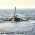 A Dutch fishing vessel