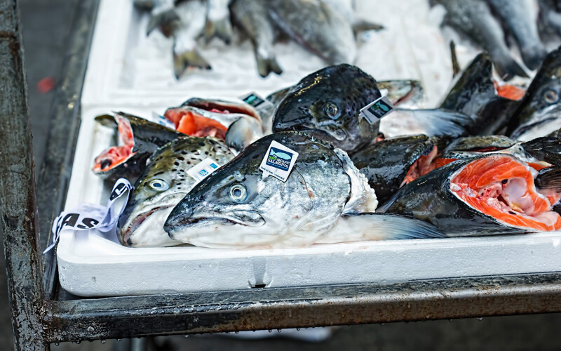 fish heads