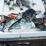 fish heads