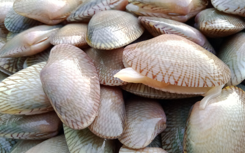 Surfclam sizes are hard to predict, making stock assessments difficult