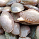 Surfclam sizes are hard to predict, making stock assessments difficult