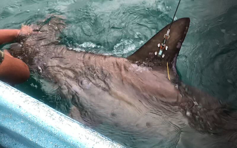 Shannon Rain, the satellite-tagged shark