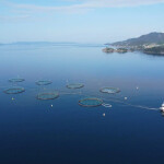 Norwegian salmon producers Bue Salmon and Bolaks will work together to supply each other with smolt and post-smolt