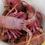 Australian Rock Lobster imports will resume to China