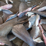 Discarded shark fins