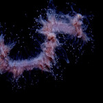 String jellyfish, Apolemia uvaria, in False Bay Cape Town