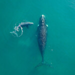 North Atlantic right whales