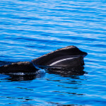 Right whale in water