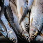 Up-close photograph of sardines piled on top of one another