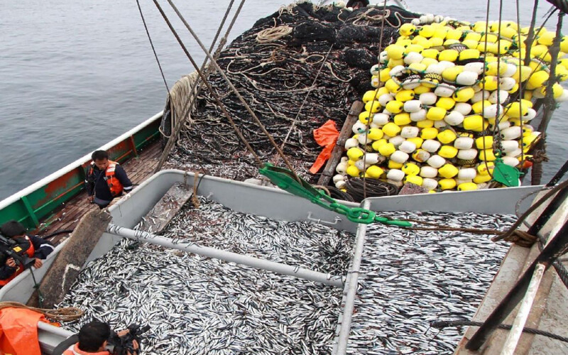A pile of anchovies on a Peruvian boat