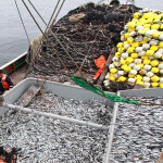 A pile of anchovies on a Peruvian boat