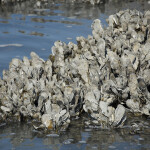 Oysters on a mudflat during low tide