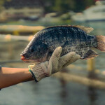 A photo of tilapia produced by Regal Springs