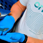 Shrimp at Onda's new partner facility | Photo courtesy of Onda Research