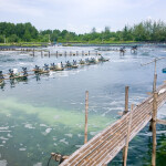A shrimp pond at a farm in Vietnam