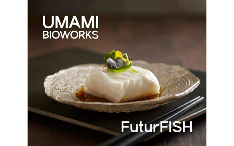Cell-cultivated alternative white fish by UMAMI Bioworks | Photo courtesy of UMAMI Bioworks