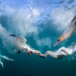 Northern gannets diving for mackerel