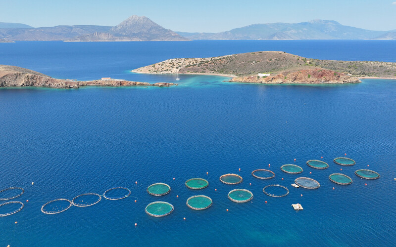 An aerial photo of sea bass farm cages in a Mediterranean bay
