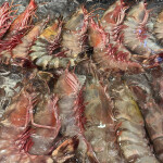 Prawns for sale.