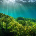 Algae in the ocean