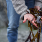 A USDA grant will support independent kelp farmers in Maine