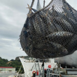 Transshipment of frozen skipjack tuna