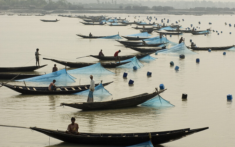 Shrimp farmers catch larva in Bangladesh
