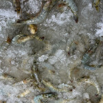 Shrimp in an ice bath.