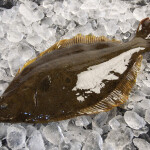 Olive flounder