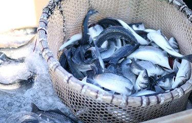 seabass, seabream