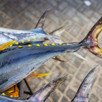 A yellowfin tuna tail.
