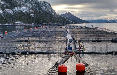 Nova Austral net pens.