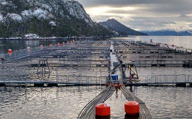 Nova Austral net pens.