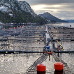 Chile’s Superintendency of the Environment (SMA) has moved to revoke the environmental license at three of Punta Arenas, Chile-based salmon farmer Nova Austral’s grow-out centers in the Alberto de Agostini National Park and apply a fine for the artificial alteration of the seabed at another center..
