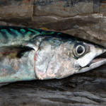 An Atlantic mackerel sits on a stone