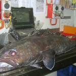 Four companies in Argentina are implementing a fishery improvement project for the country's Patagonian toothfish fishery.