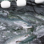 Farmed salmon in a net.