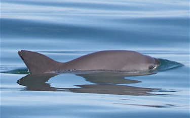 The endangered vaquita porpoise population is estimated to be around just 10 animals.