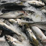 Chilean jack mackerel.